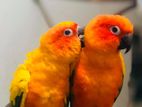 Sun Conure Bird