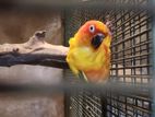 Sun Conure Bird