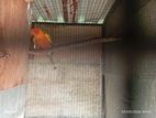 Sun Conure Bird