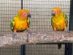 SUN CONURE BIRD