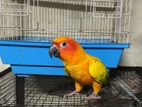 Sun Conure Bird