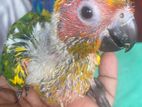 Sun Conure Birds