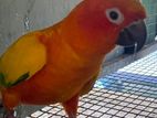 Sun Conure Birds