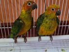 Sun Conure Bird