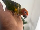 Sun Conure Bird