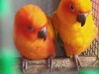 Sun Conure Birds