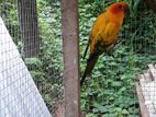 Sun Conure Bird