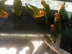 Sun Conure Bird