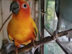 Sun Conure Bird