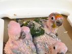 Sun Conure Bird Hand Feeding Chicks