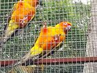 Sun Conure Birds & Ring neck