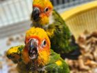 Sun Conure Chicks