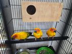 Sun Conure Birds