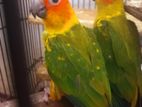 Sun Conure Birds