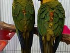 Sun Conure Birds