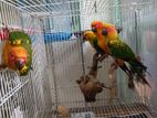 Sun Conure Birds