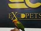 Sun Conure Birds