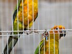 Sun Conure Birds