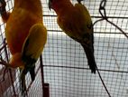 Sun Conure Birds