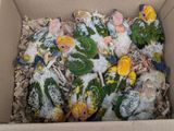 Sun Conure Birds