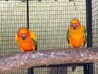 Sun Conure Birds