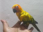 sun conure birds