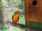 Sun Conure Birds