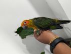 Sun Conure Birds