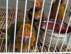 Sun Conure Birds