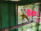 Sun Conure Birds