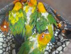 Sun Conure Birds