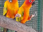 Sun Conure Birds