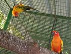 Sun Conure Birds