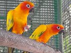 Sun Conure Birds