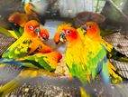 Sun Conure Breeding Bird