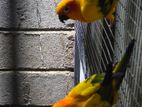 Sun Conure Breeding Pair