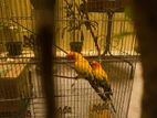 Sun Conure Breeding Pair