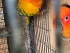 Sun Conure Breeding Pair