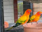 Sun Conure Breeding Pair