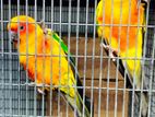 Sun Conure Breeding Pair