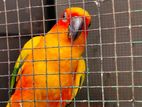Sun Conure Breeding Pair