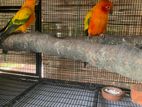 Sun Conure Breeding Pair