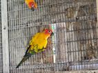 Sun Conure Pair