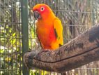 Sun Conure Breeding Pair with Cage