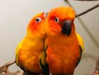 Sun Conure Breeding Pairs