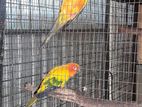 Sun Conure Breeding Pairs