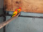 Sun Conure Breeding Pairs