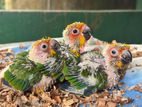sun conure chick