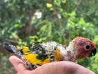 Sun Conure Chick