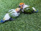 Sun Conure Chicks